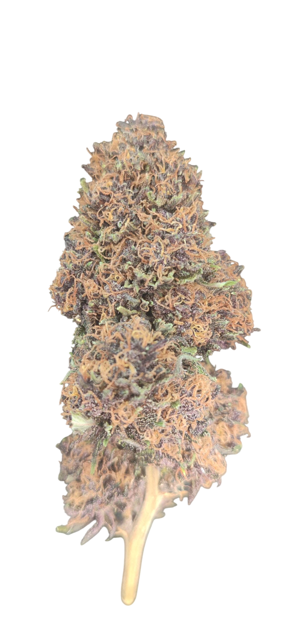 PLATINUM PANTHER