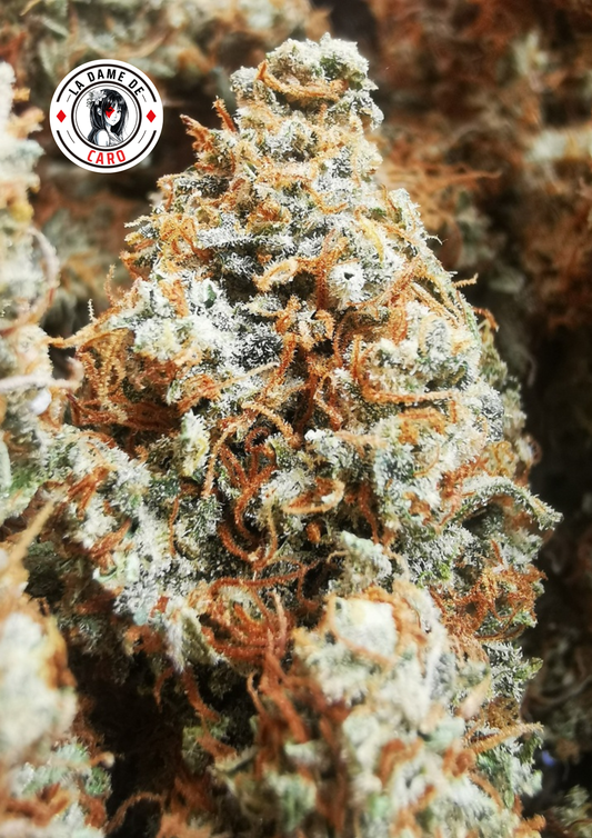 Fleur Fruit du Démon  – vue produit